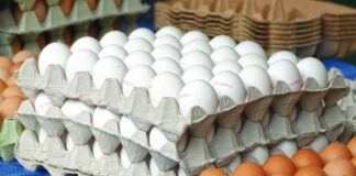 Salvaguardare il mercato delle uova: in che modo il contenimento delle malattie salvaguarda la sicurezza alimentare