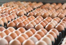 Le dinamiche dell’industria globale delle uova. Parte 1: le dinamiche della produzione mondiale di uova tra il 2015 e il 2024