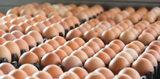 Le dinamiche dell’industria globale delle uova. Parte 1: le dinamiche della produzione mondiale di uova tra il 2015 e il 2024