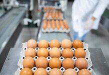 Uova, perché la produzione italiana fatica a crescere