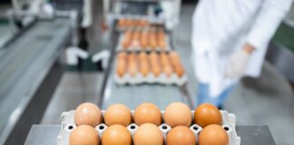 Uova, perché la produzione italiana fatica a crescere