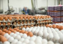 Uova, perché la produzione italiana fatica a crescere